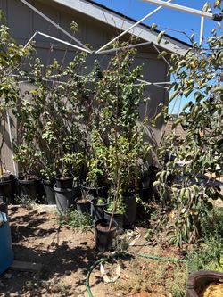 Membrillo (Quincy) fruit trees
