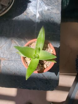 Establish succulent and mini terracotta pot