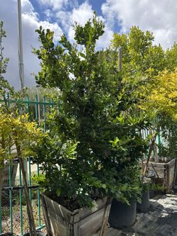 Ligustrum japonicum, Waxleaf Privet Hedges plant, 24”box 
