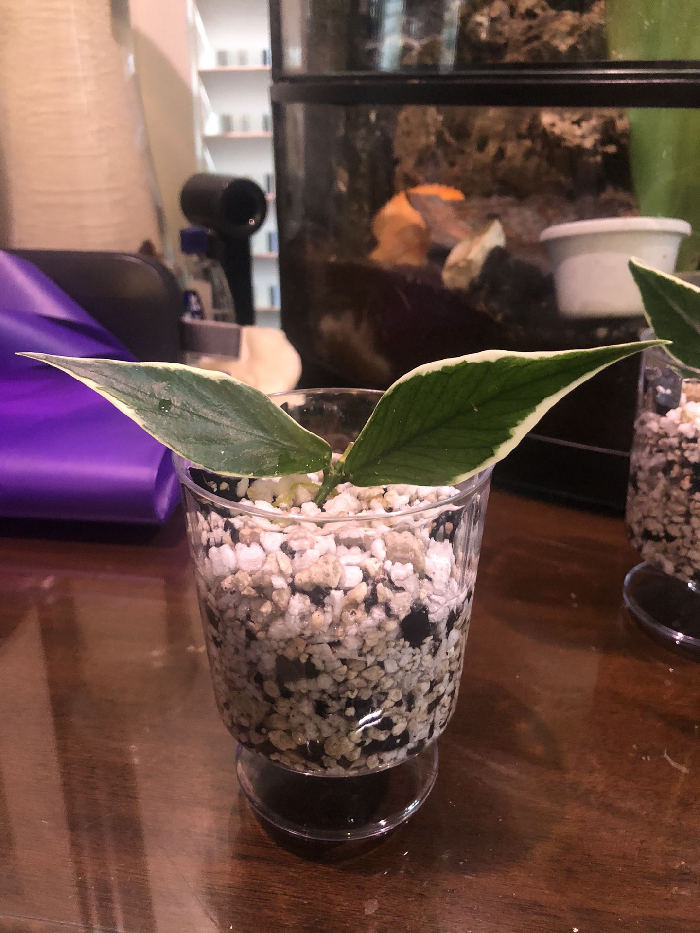 Variegated Hoya Polyneura Rooted Cuttings