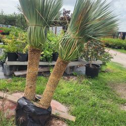 Yuccas Rostratas Blue 