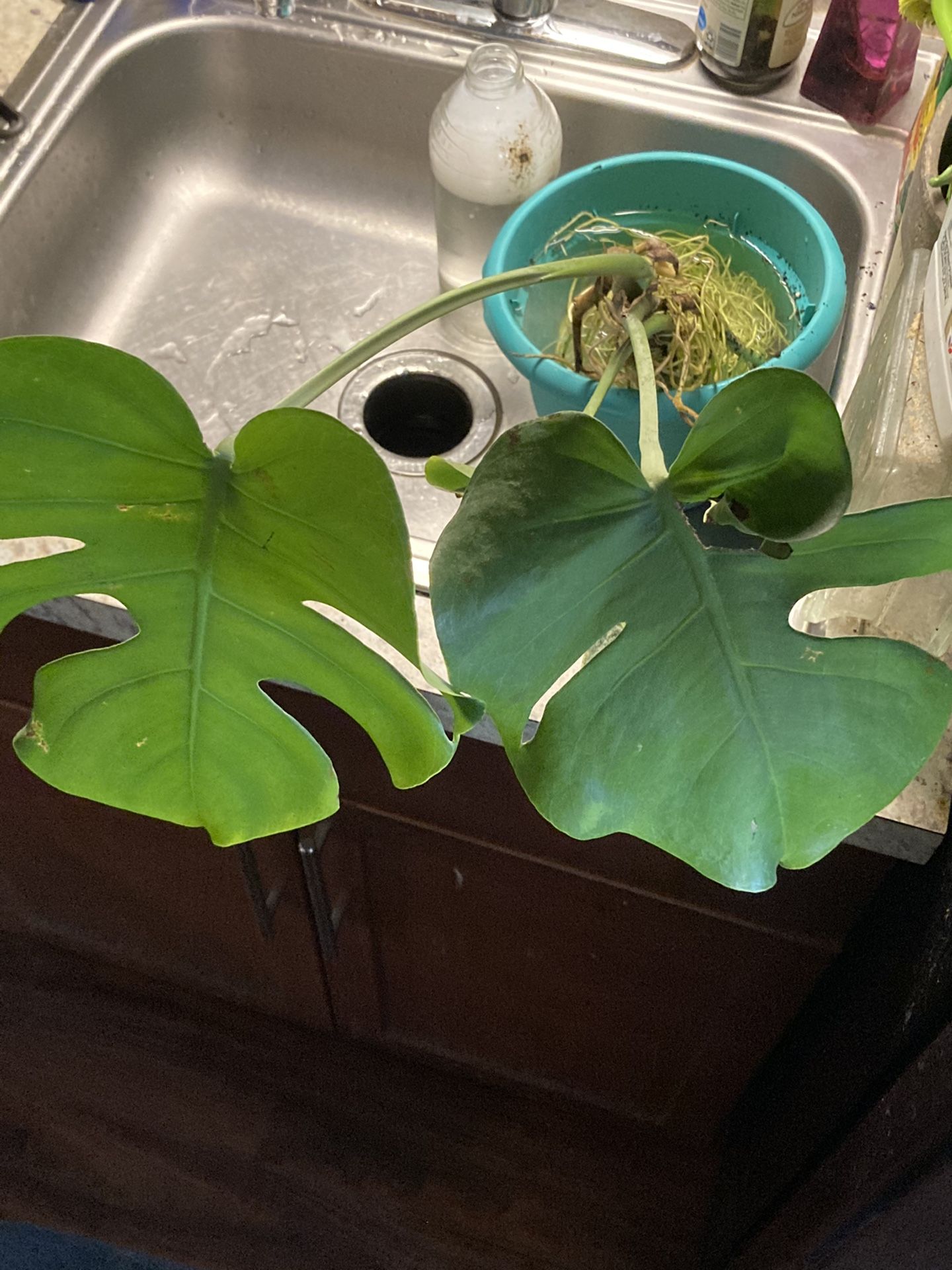 Plants For Sale With Free Ticket To Zoo!