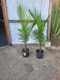 Majesty Palm Plant 10" Nursery Pot $10 each