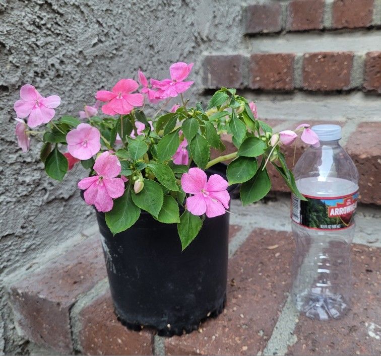 Impatiens Flower Plant In Plastic Nursery Pot