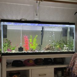 55 Gallon Fish Tank