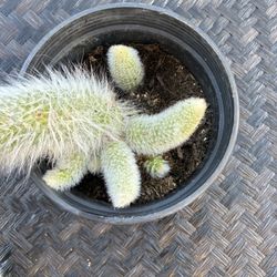 Monkey Tail Cactus