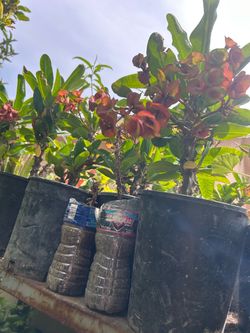 Coronas