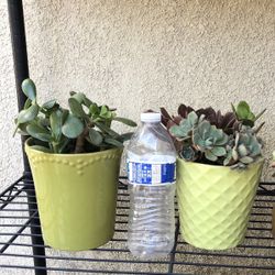 Succulents In Ceramic Pots $8 Each Or 2 For $15