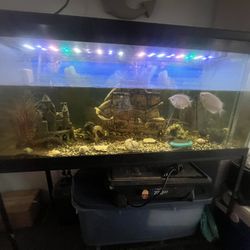 Fish Tank
