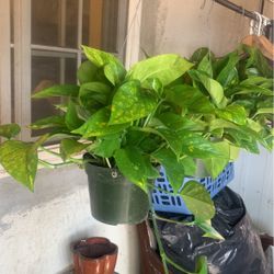 Pothos Plant