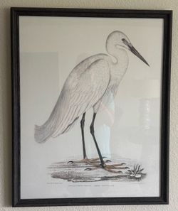 Picture of a White Herring