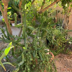 Two Plants In One Pot Big Euforia (4 Feet Tall)