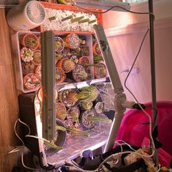 San Pedro And Lophophora Cacti