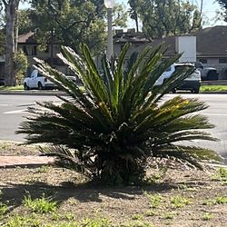 Sago palm