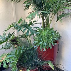 Large Outdoor Potted Plants
