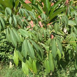 Arbol De Pochota