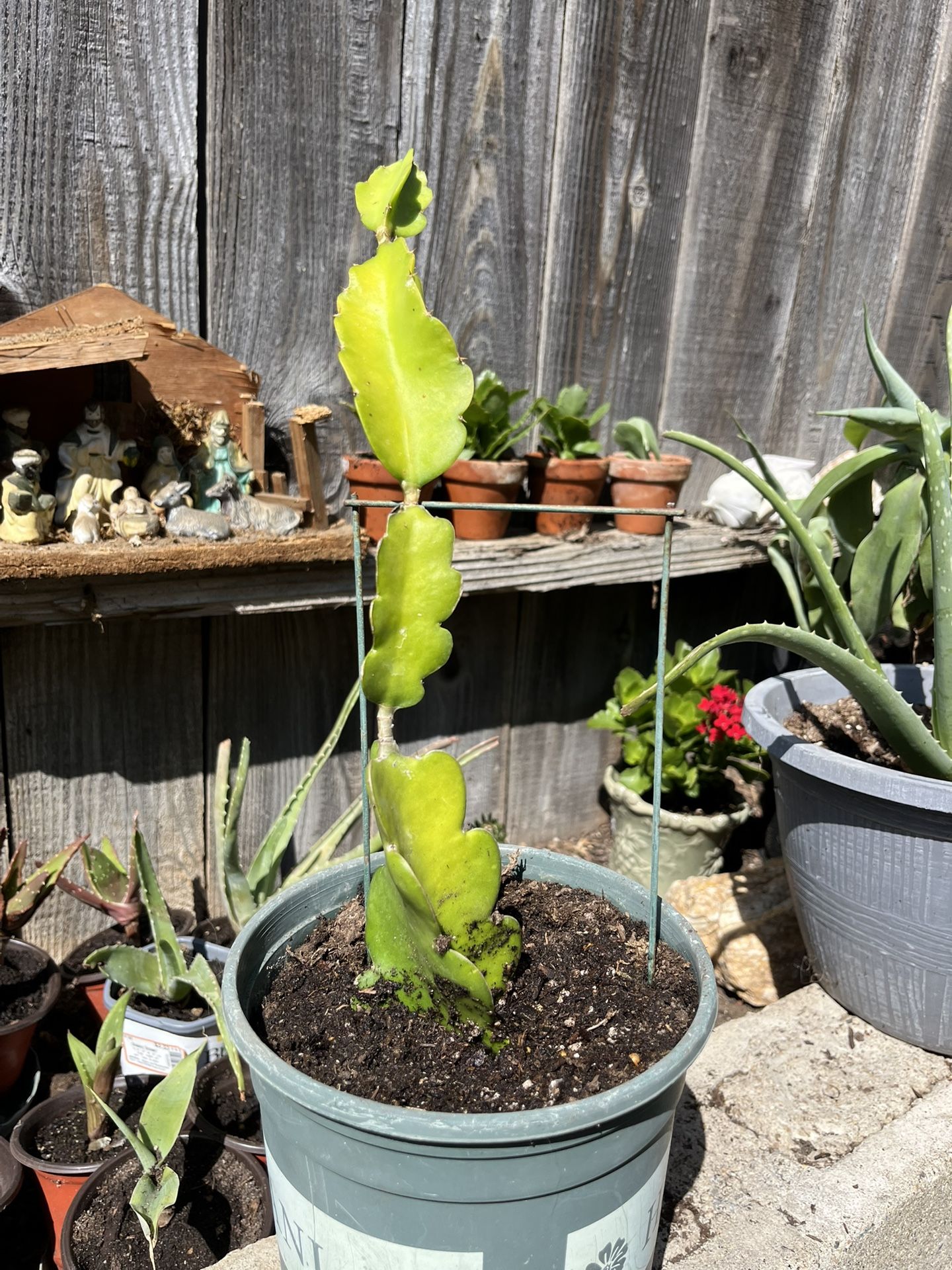 Healthy Baby Succulents