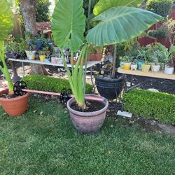 Alote Of Plants. Cactus, Succulents, Etc