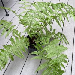 Lady Fern Perennial Outdoor Organic Plant.