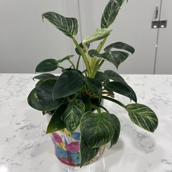 Philodendron Imperial Gold in very cute pot