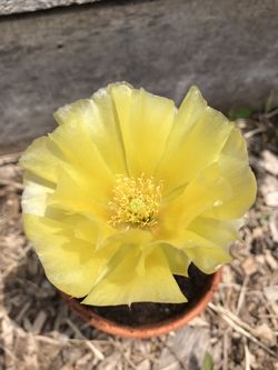Prickly pear 🍐 for outdoor winter and summer