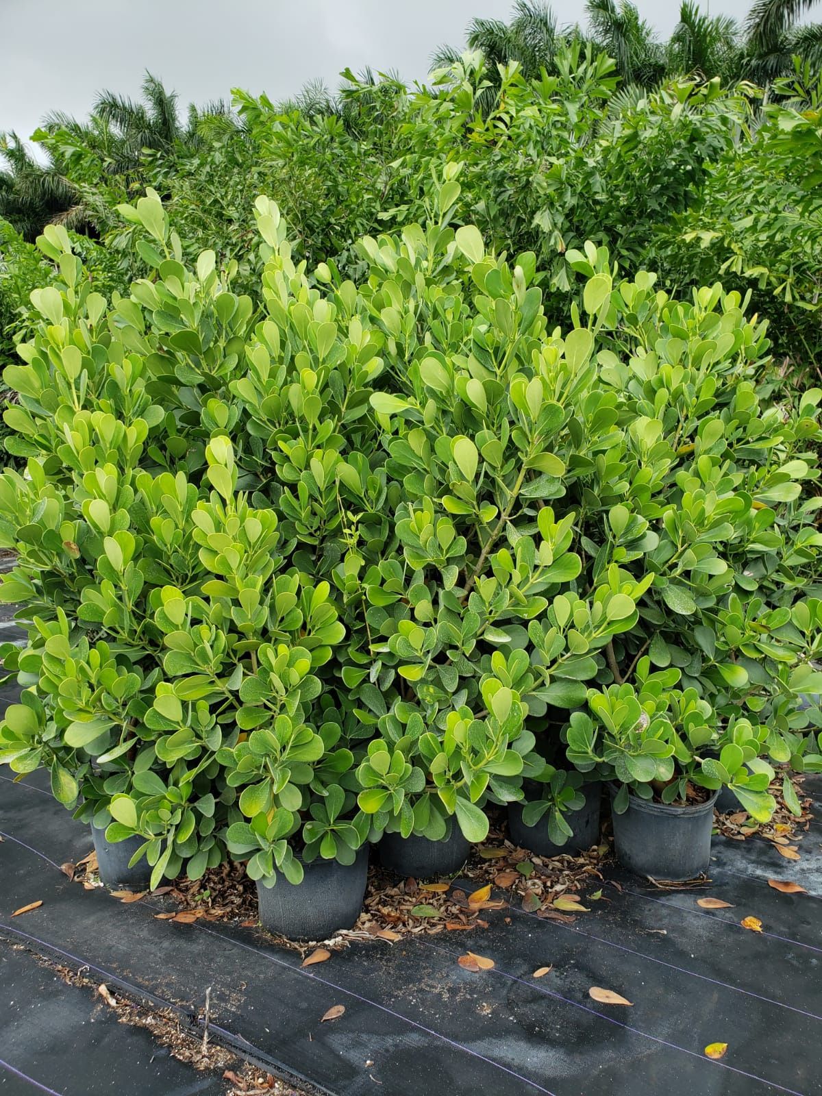 Clusias about 6 ft tall