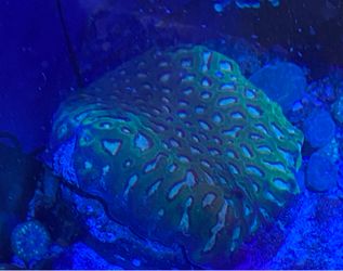 large fake coral decoration