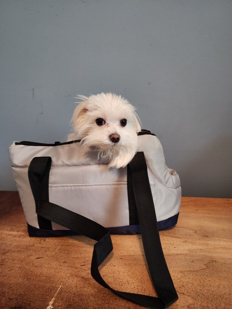 Gray small cat, dog, pet carrier (New)