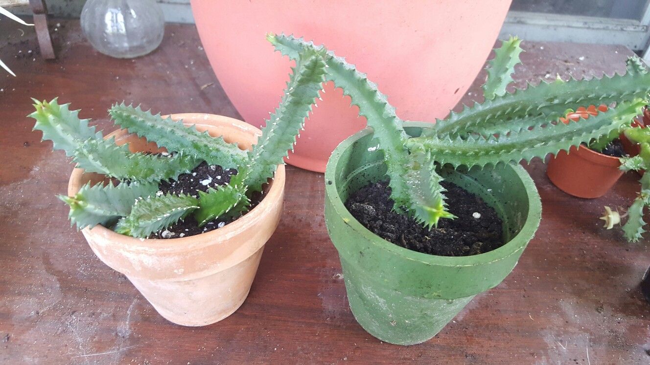 Lifesaver cactus - 4" pot rooted plant