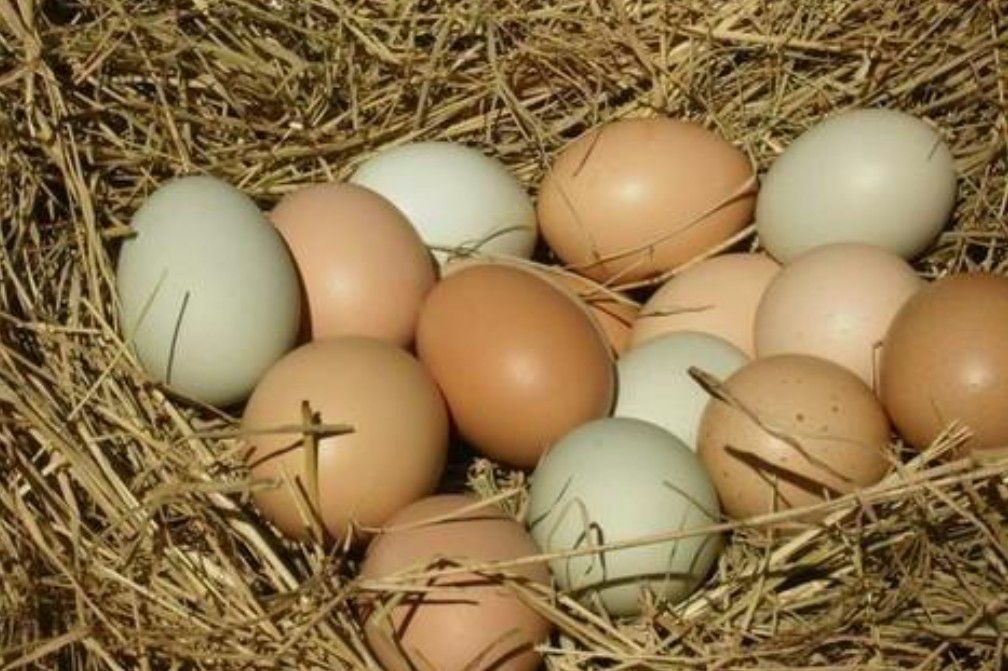 Farm Fresh - Free Range Eggs