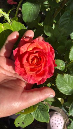 Rosal Naranja