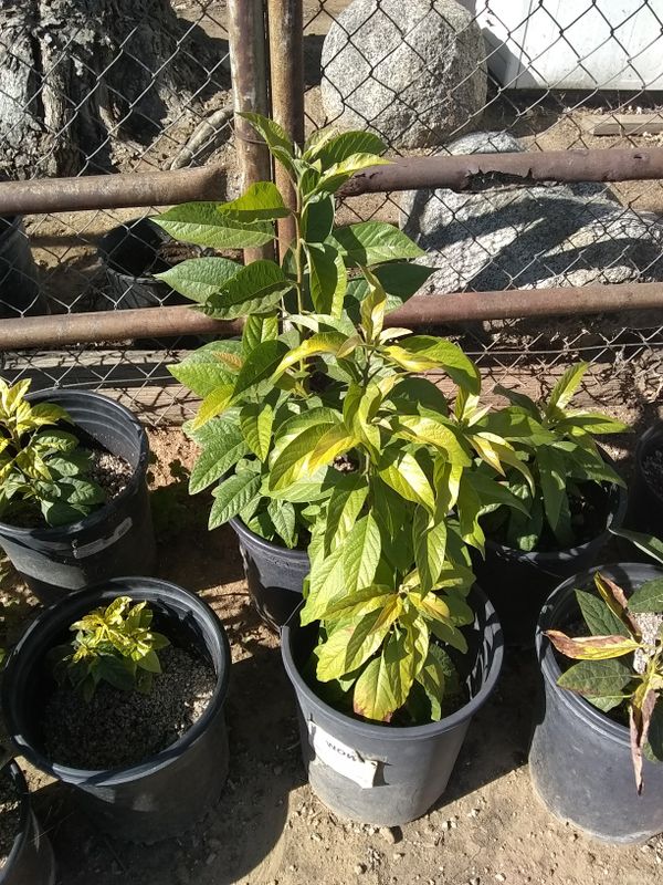 AVOCADO TREES FOR SALE THEY RANGE FROM 10.00 TO 40.00 for Sale in
