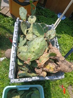 Prickly pear cactus 🌵