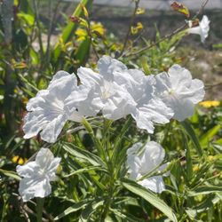 Five Dollars Rooted White Flowering Plants