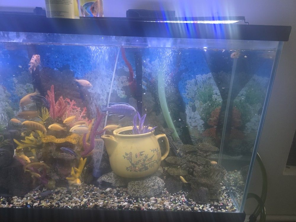 Big Fish Tank