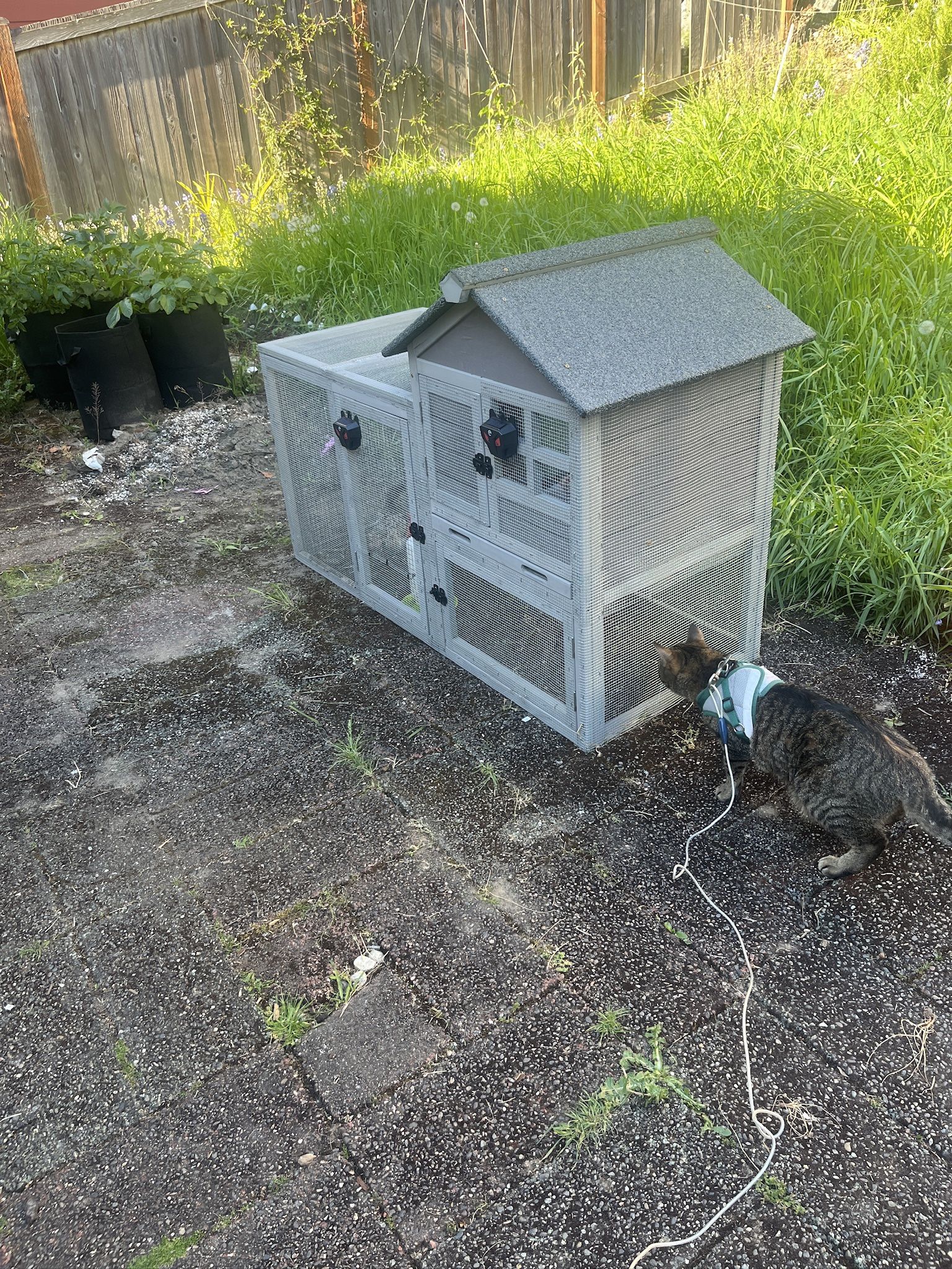 Set Up For Aspiring Chicken Owners!