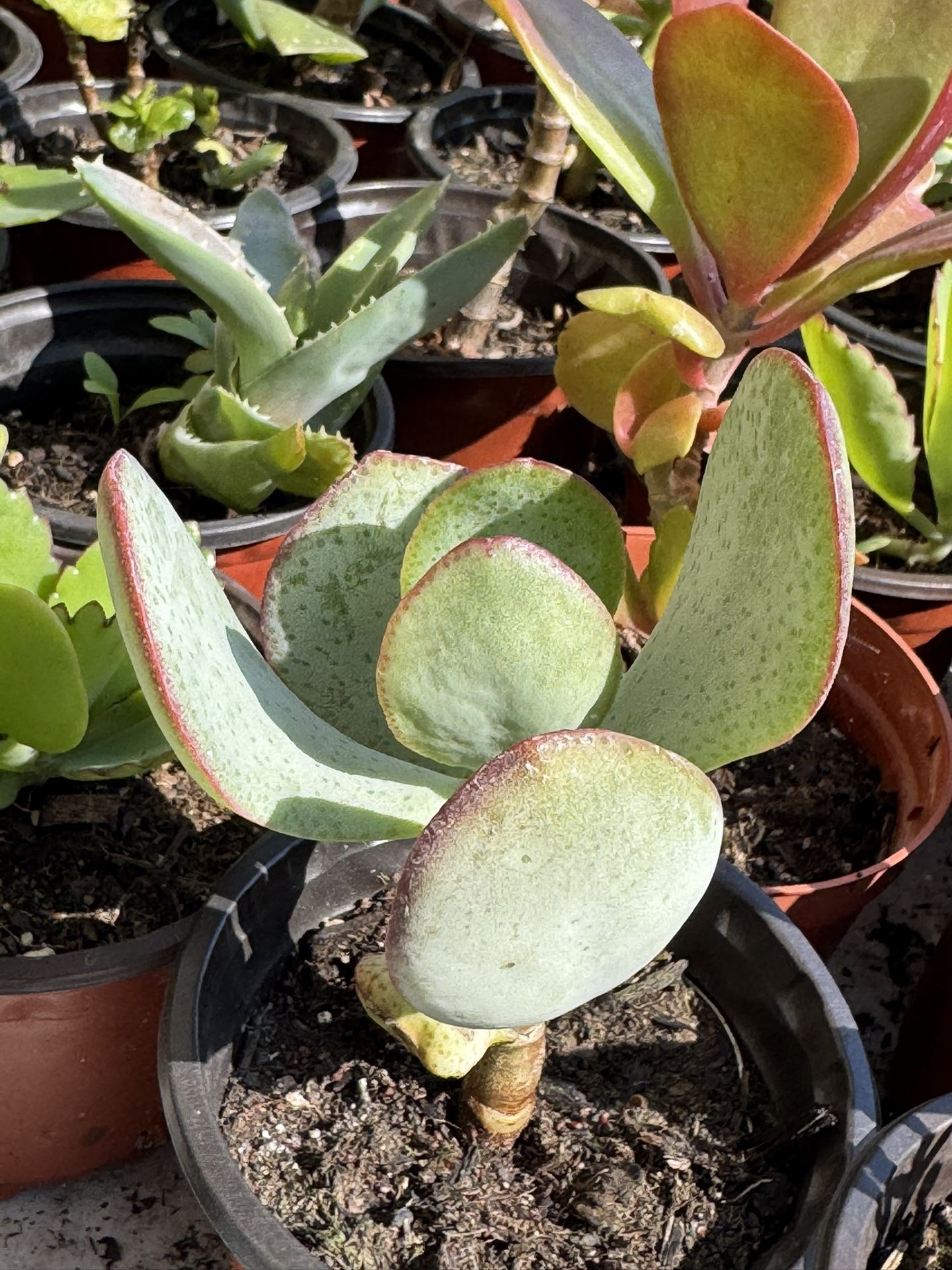 Succulents Plants 4”pot