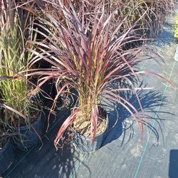 Purple Fountain Grass