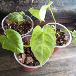 Anthurium crystallinum x magnificum babies