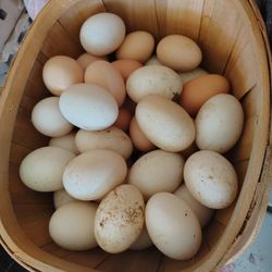 Eggs 