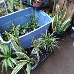 Snake Plant, Mother In Law Tounge
