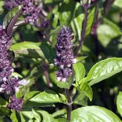 10 Cinnamon Basil Seed Bombs - Edible Herb | Operation Divine | Cocoa, FL | Tea + Baking