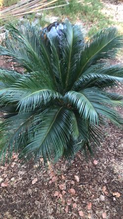 Sago palm