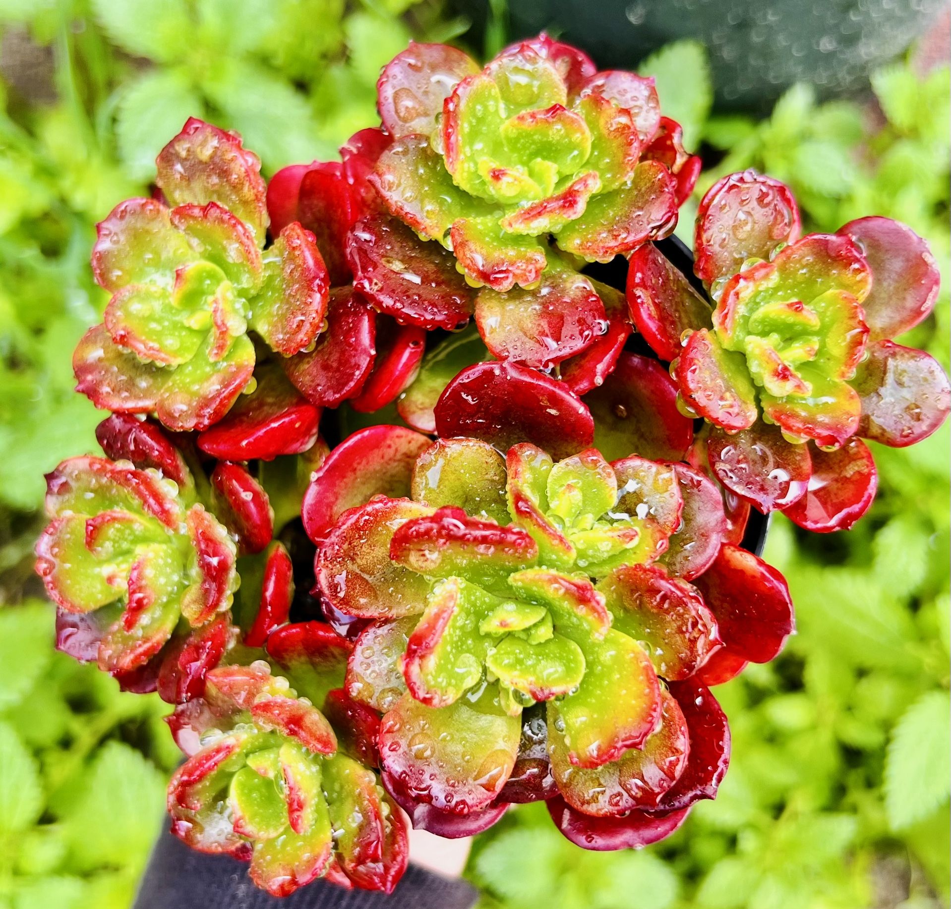 |Echeveria Multicaulis| 'Copper Rose' |4" Pot| Easy Care | Drought Tolerant|