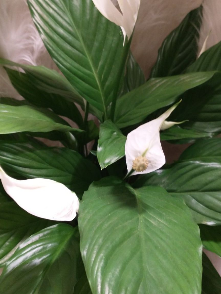 #1 AIR PURIFIER Peace Lily Indoor Plant~ Flowering 6 Inch Plastic Pot