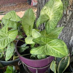 Arrowhead Plant Syngonim