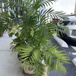 4 Ft tall plant, includes planter and a variety of plants