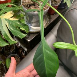 Green On Green Jeopii