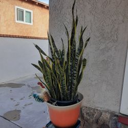 Snake plant