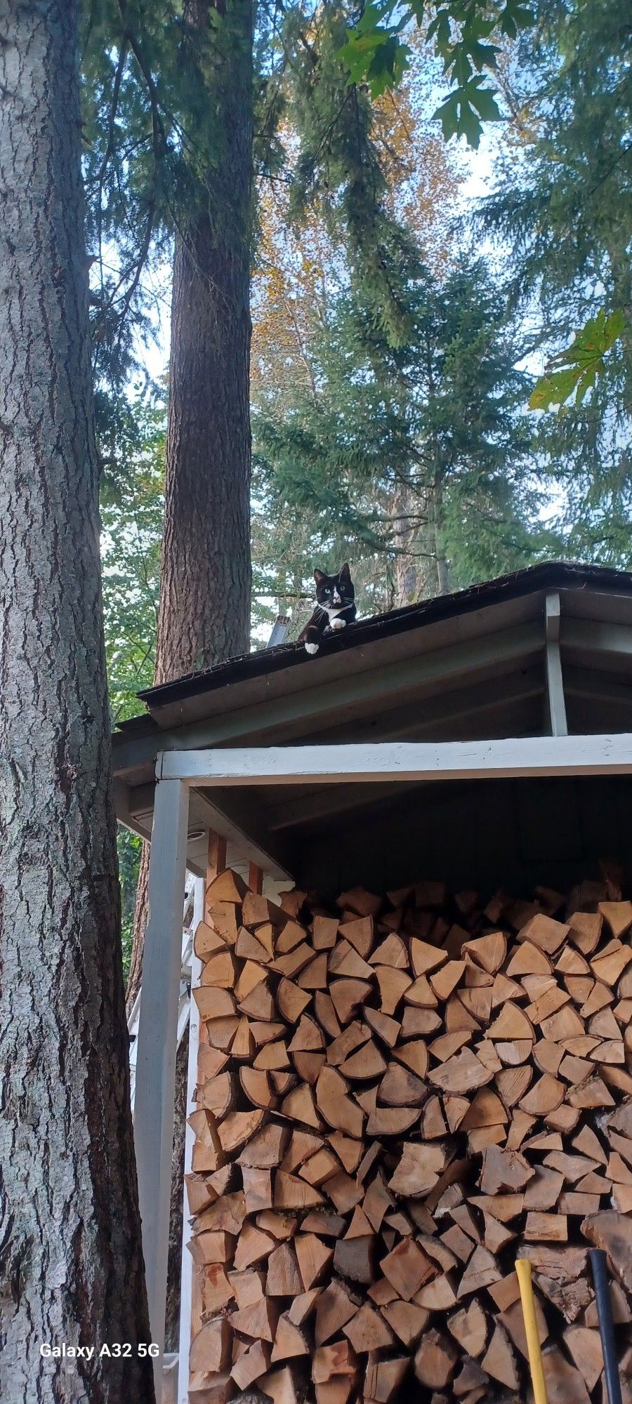 Firewood